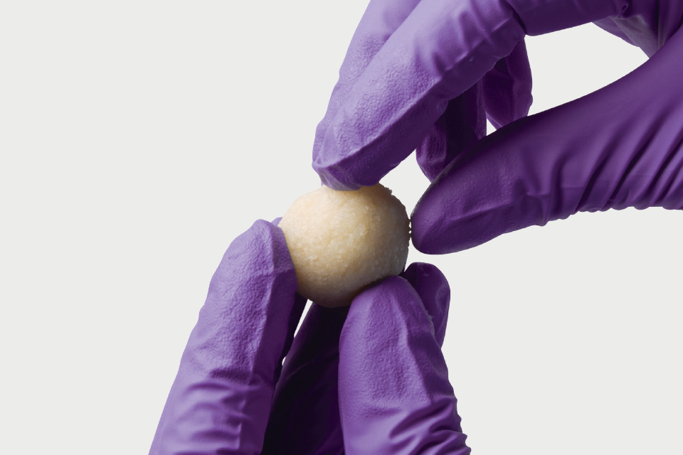 Hands holding spherical osteocel